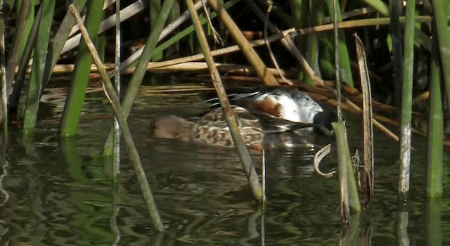 Northern Shoveler - ML201764931