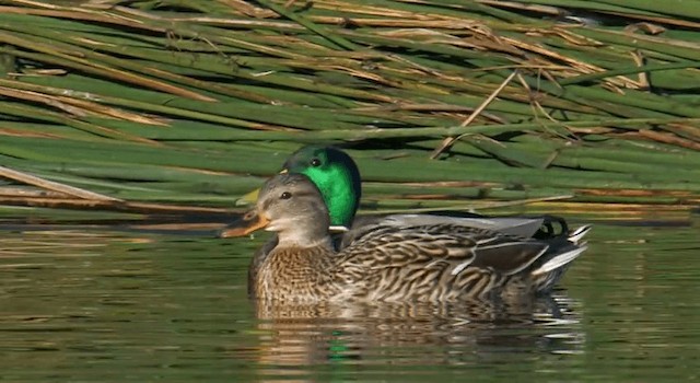 Canard colvert - ML201764961