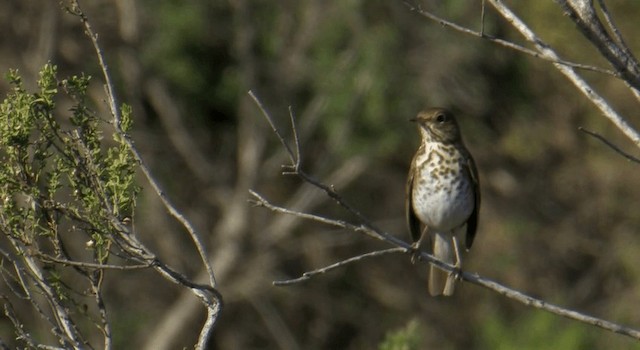 Hermit Thrush (guttatus Group) - ML201764971