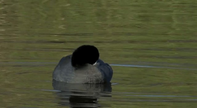 American Coot - ML201764981