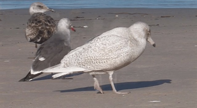 Glaucous Gull - ML201765061