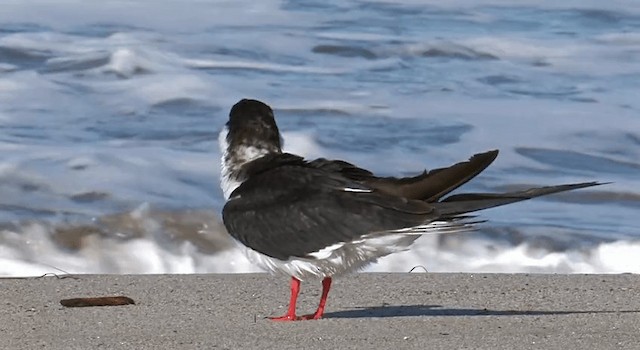 zoboun americký (ssp. niger) - ML201765101