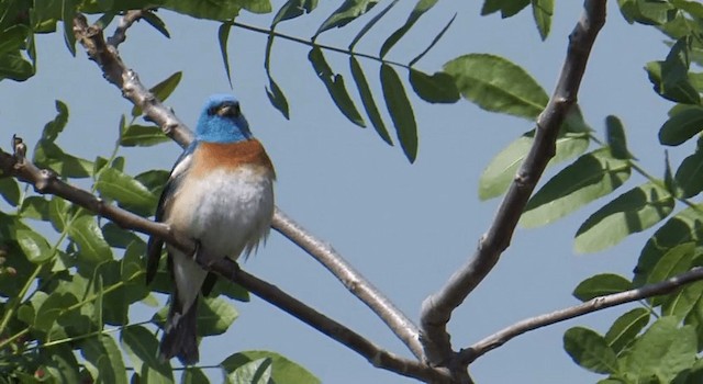 Lazuli Bunting - ML201765111