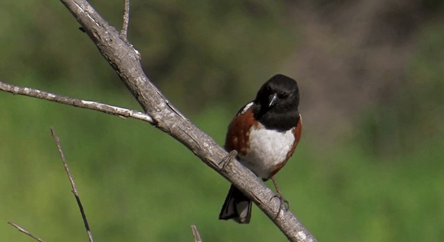 Spotted Towhee (oregonus Group) - ML201765121