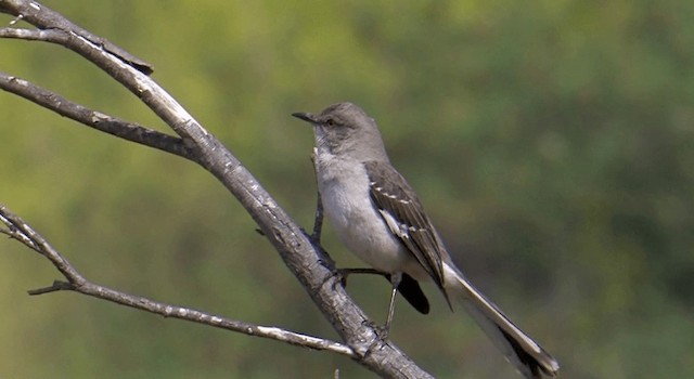 Northern Mockingbird - ML201765171