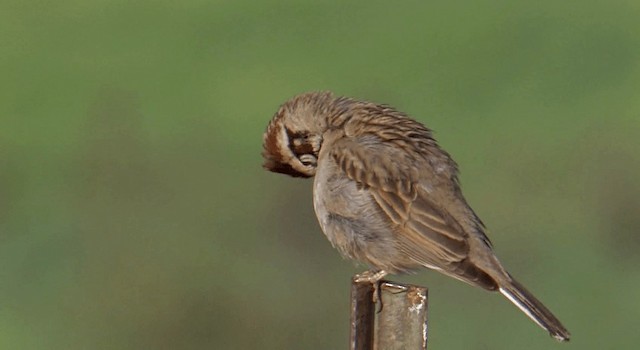 Lark Sparrow - ML201765231