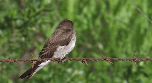 Northern Rough-winged Swallow - eBird Northern Rough-winged Swallow - eBird