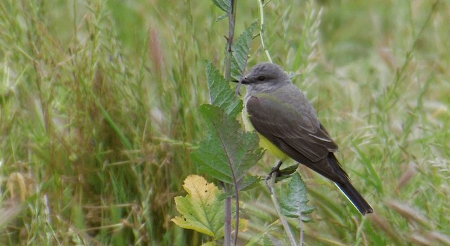 Western Kingbird - ML201765251