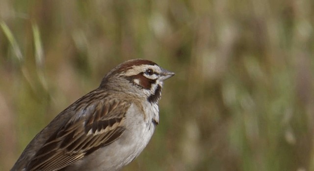 Lark Sparrow - ML201765271