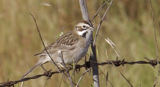 Lark Sparrow - ML201765281