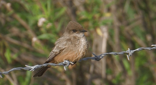Say's Phoebe - ML201765291