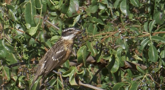 Black-headed Grosbeak - ML201765451