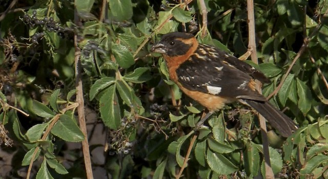 Black-headed Grosbeak - ML201765461