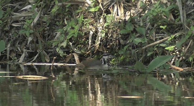 Sungrebe - ML201765501