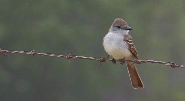 Ash-throated Flycatcher - ML201765511