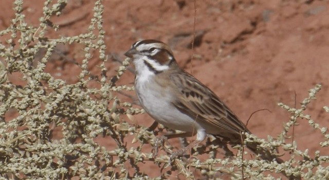 Lark Sparrow - ML201765541