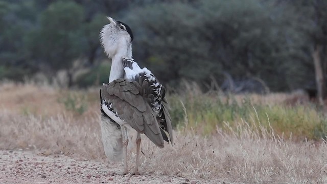 Avutarda Australiana - ML201766211