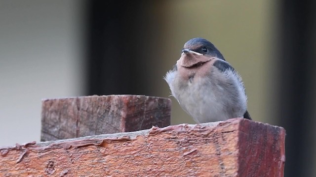 Golondrina Australiana - ML201766421