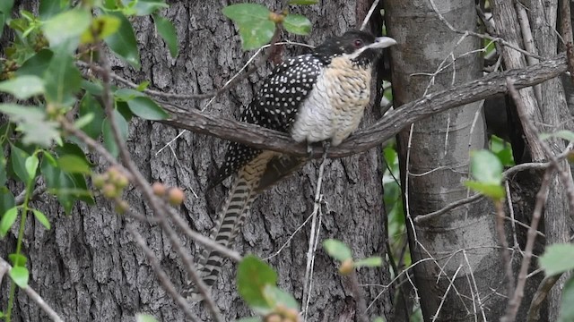 Coucou bleuté (cyanocephalus/subcyanocephalus) - ML201766431