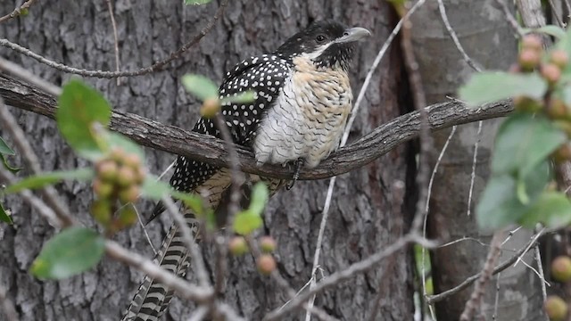Coucou bleuté (cyanocephalus/subcyanocephalus) - ML201766441