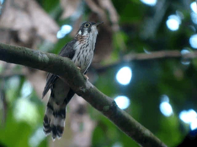 Moustached Hawk-Cuckoo - ML201766511