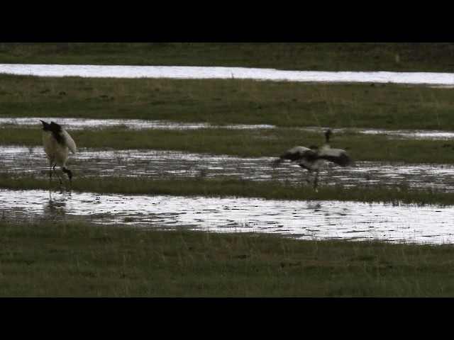 Grulla Cuellinegra - ML201766541