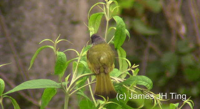 Collared Finchbill - ML201766721