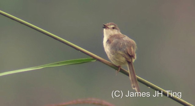 Plain Prinia - ML201766731