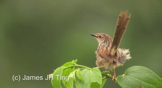 Prinia Estriada - ML201766741