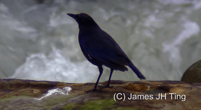 Taiwan Whistling-Thrush - ML201766761