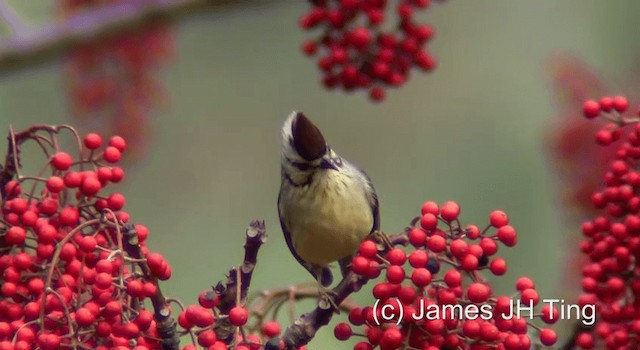 Yuhina de Formosa - ML201766771