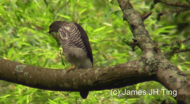 Crested Goshawk - ML201766791