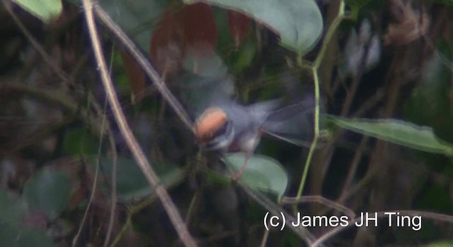 Black-throated Tit (Black-throated) - ML201766801