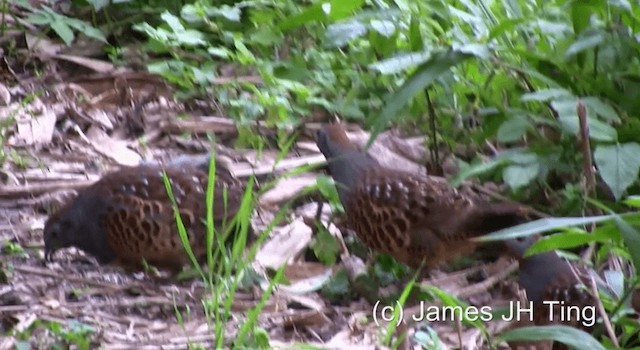 Taiwan Bamboo-Partridge - ML201766821