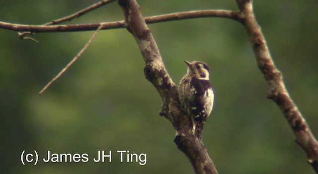 Gray-capped Pygmy Woodpecker - ML201766851