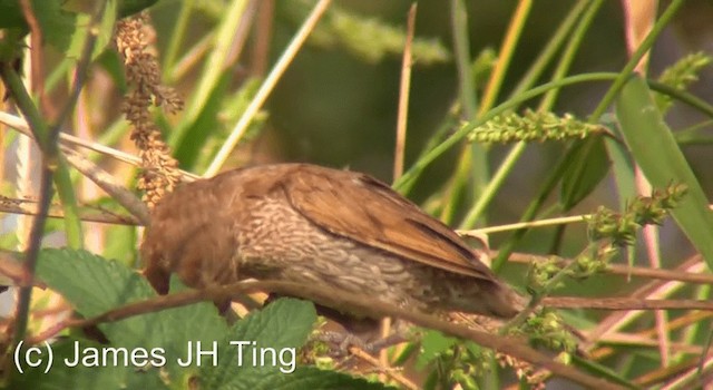 Scaly-breasted Munia (Scaled) - ML201766871