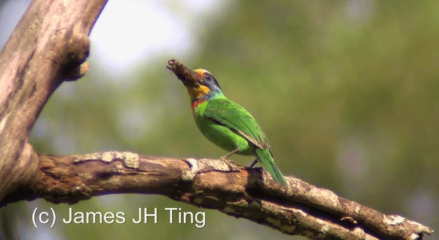 Taiwan Barbet - ML201766881