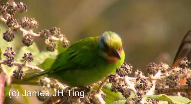 barbet tchajwanský - ML201766911