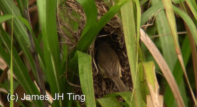 Plain Prinia - ML201766921