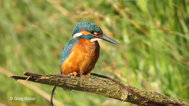 Common Kingfisher (Common) - ML201766971