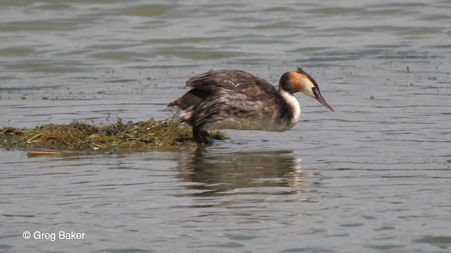 Great Crested Grebe - ML201767031