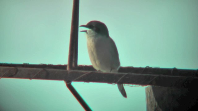 Iberian Gray Shrike - ML201767241