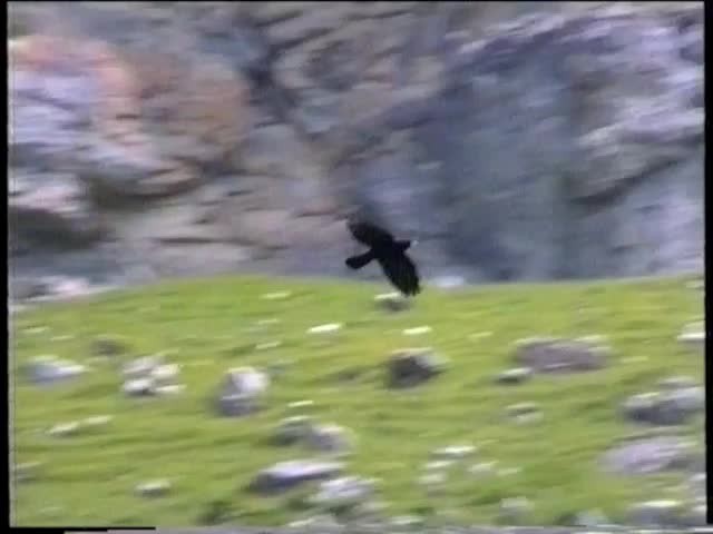 Yellow-billed Chough - ML201767261