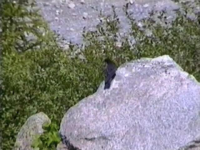 Yellow-billed Chough - ML201767271