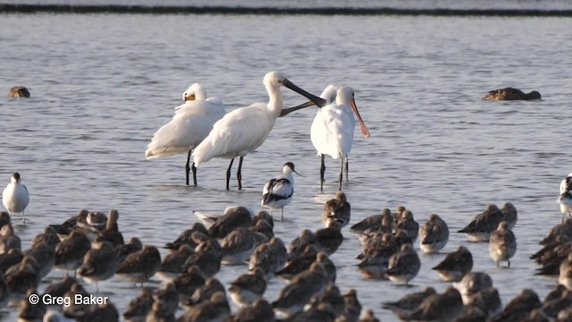 ヘラサギ - ML201767441