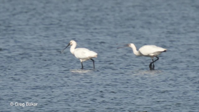 Eurasian Spoonbill - ML201767501