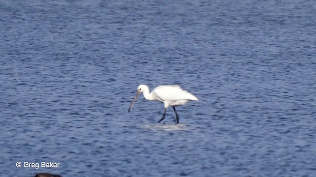 Eurasian Spoonbill - ML201767511