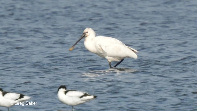 Eurasian Spoonbill - ML201767521