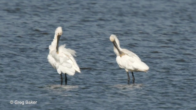 Eurasian Spoonbill - ML201767531