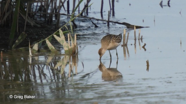 Kampfläufer - ML201767541